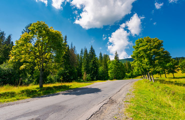 trees by the road in mountains. beautiful nature scenery in mountainous area. lovely transportation...
