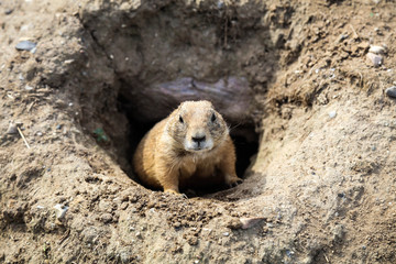 Prairie dog