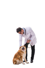 Naklejka na ściany i meble Vet doctor examining golden retriever dog isolated on white