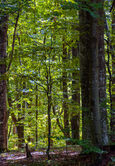 look in to the deep dark beech forest in summer. lovely nature background with tall trees and green foliage