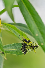 Leaf beetle larvae on willow, voracious appetite.