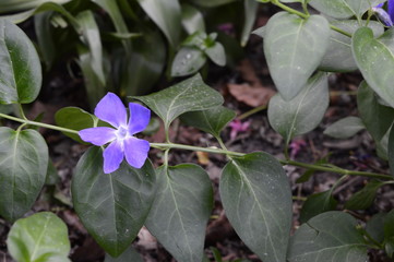 Vinca major Variegata - bigleaf periwinkle with beautiful deep blue flowers