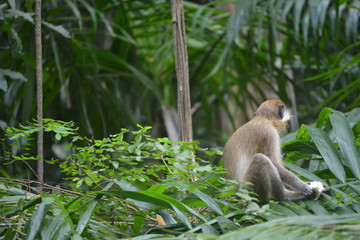 Barbados Monkeys