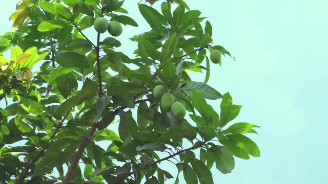Mango tree. Mango fruit on the mango tree