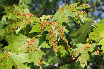 Gall caused by maple bladder-gall mite or Vasates quadripedes on Silver Maple (Acer saccharinum)...
