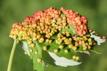 Gall caused by maple bladder-gall mite or Vasates quadripedes on Silver Maple (Acer saccharinum)...