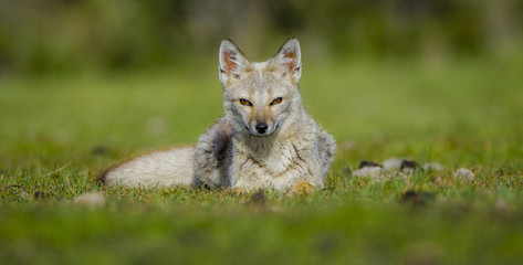 Modeling Fox