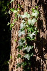 Ivy creeping up a textured tree trunk