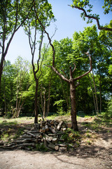 Trees and pile of logs in a countryside park