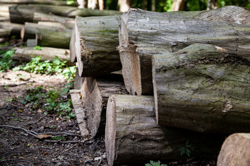 Pile of cut logs in the woods