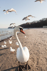 Birds on the seafront, swans, seagulls, the girl feeds birds