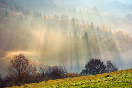 row of trees on the meadow in morning autumn fog. beautiful background of forested rolling hill in the distance.