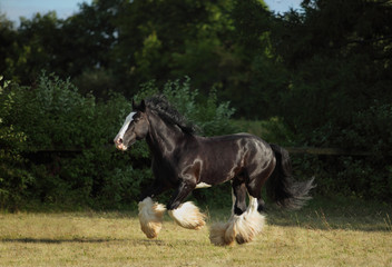 Black shire heavy draft horse runs gallop on the pasture