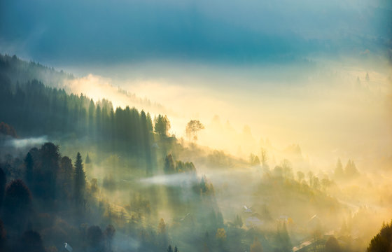 trees in glowing morning fog. gorgeous nature background. amazing autumnal atmosphere in Carpathian mountains