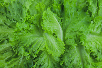 Fresh big green and crisp leaves of salad as background. Fresh green vegetables, lettuce leaves closeup. iceberg lettuce, frilly iceberg