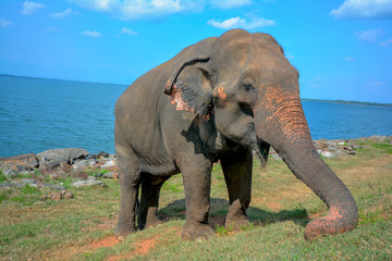 Wild Elephants In Minneriya National Park. The Park Is A Dry Season Feeding Ground For The Elephant Population Dwelling In Forests Of Matale, Polonnaruwa, And Trincomalee Districts