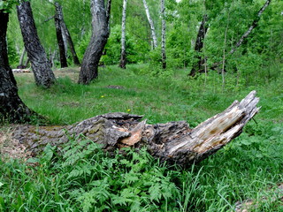 Forest.