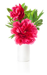 Peony flower in white vase isolated on white