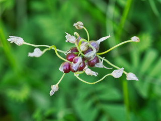 Wild garlic detail. Going to seed.
