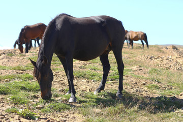 Obraz premium A Horses On The Autumn Caucasus Meadow