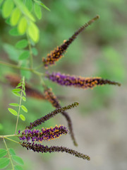 Amorpha fruticosa, False indigo flowers. Differential focus.