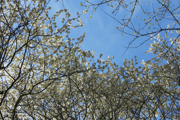White flowers blossoming on the branch of wild tree