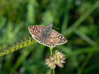 Grizzled skipper, Pyrgus malvae butterfly at rest.