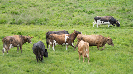 Kühe auf saftiger Weide am Mývatn-See / Nord-Island