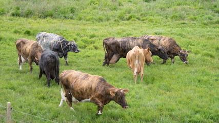 Naklejka na ściany i meble Kühe auf saftiger Weide am Mývatn-See / Nord-Island