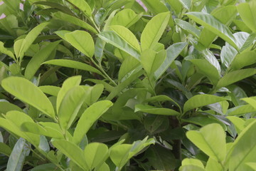 Obraz premium Blätter am Strauch