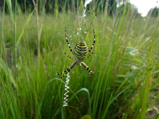 Tiger spider on spider web