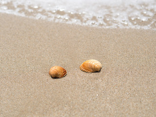 Fototapeta na wymiar shells on the shore of the beach