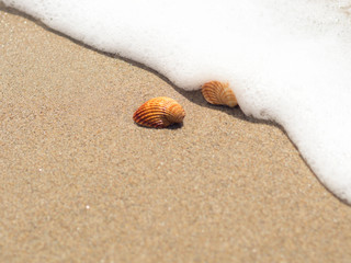 shells on the shore of the beach