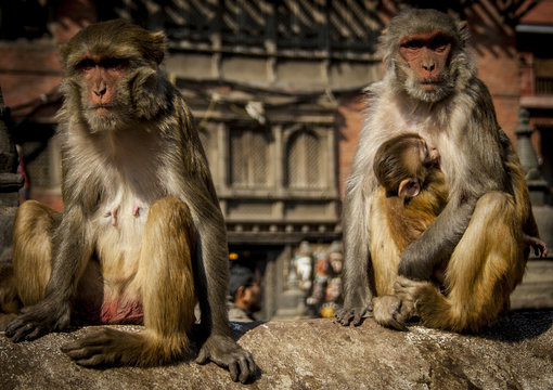 monos en katmandu