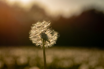 Sunset twilight backlight dandelion clock seed head