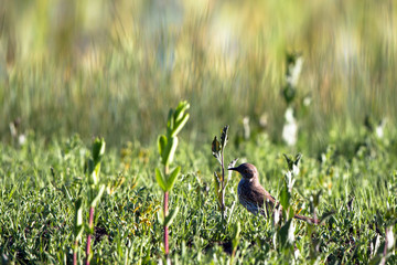 Swainson's Thrush forages for food in a field near a marsh at Alamosa National Wildlife Refuge in southern Colorado
