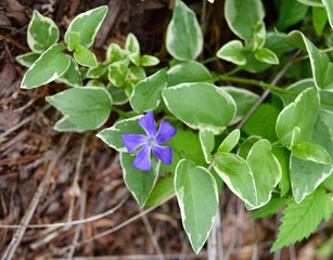 A solitary blue periwinkle plant with variegated green leaves.