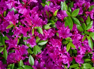 A cluster of violet colored flowers and green leaves on an azalea plant in a garden.