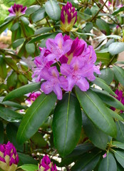 Bright pink flowers and green leaves of a catawba rhododendron in a garden.
