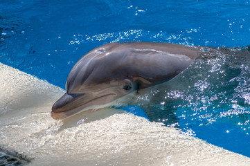 Dolphin in a pool
