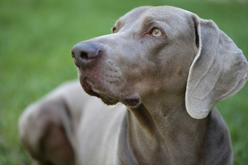 Weimaraner