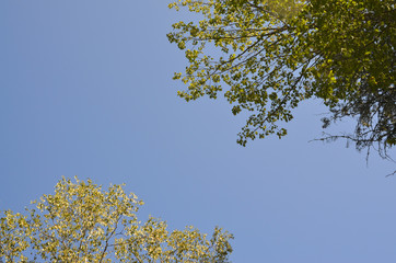 Blue Sky and Trees 1