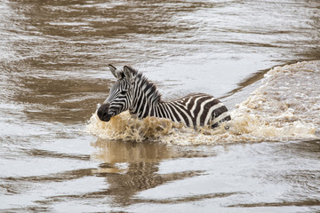 Fototapeta na wymiar Zebra crossing the Mara River in the migraition season in the Masai Mara National Park in Kenya