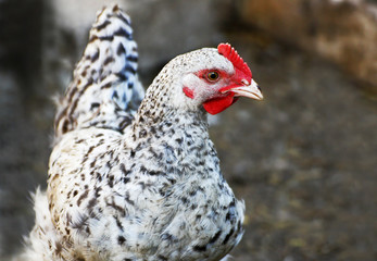 Chicken close-up.