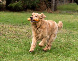 Obraz premium golden retriever playing dog toy