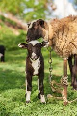sheep with lambs on the hills