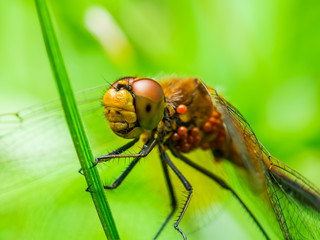 Dragonfly Insect Sitting on Plant Macro Portrait on Green Background