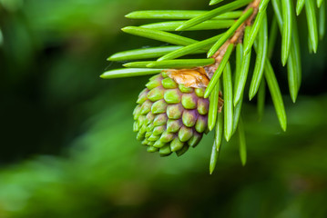 Green Fir Pine Conifer Cone Sprout Macro