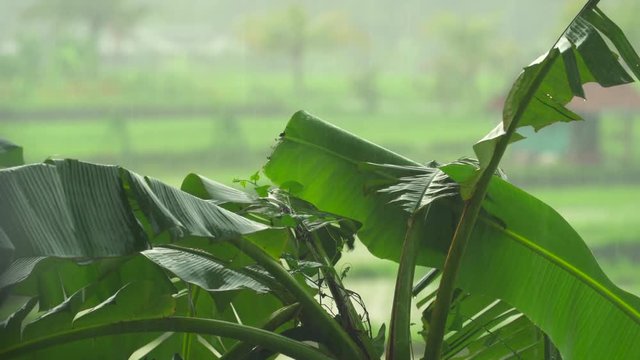 Tropical heavy rain