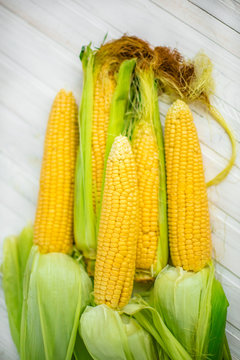 A close-up of corn produced in a rustic garden